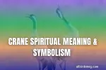 Crane Spiritual Meaning & Symbolism