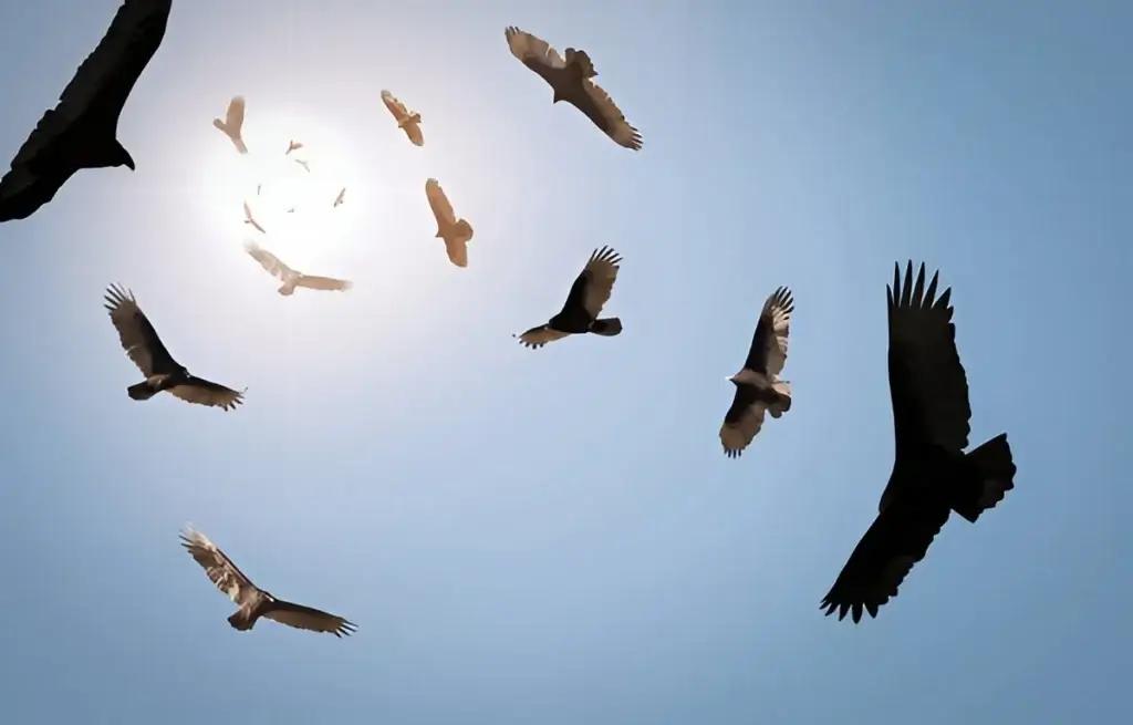 Circling Vulture Symbolic Meaning