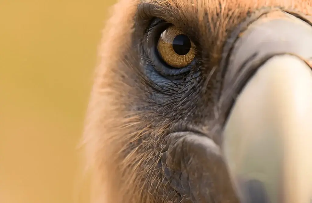 Vulture Eye Symbolism 